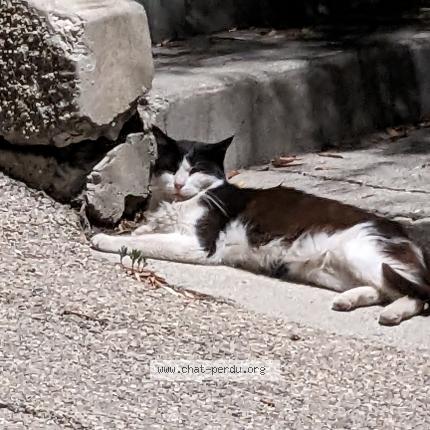 Photo 1/1 Tarail Chat perdu à Contes
