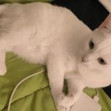 Photo de chat perdu à Malaga