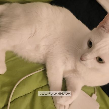 Photo 1/1 Shansa Chat perdu à Malaga