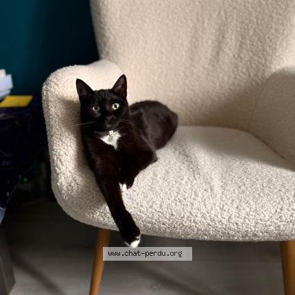 Photo 1/1 Tara Chat perdu à Lons le saunier