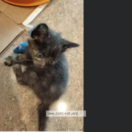 Photo 1/1 Mrs.Hibiscus Chat perdu à Brooklyn