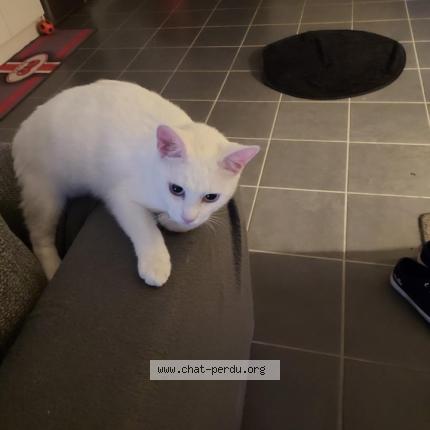 Photo 1/1 Fiona Chat perdu à Brax