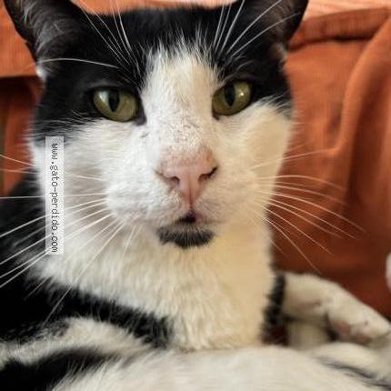 Photo 1/1 Onyx Chat perdu à Olivos vicente lopez