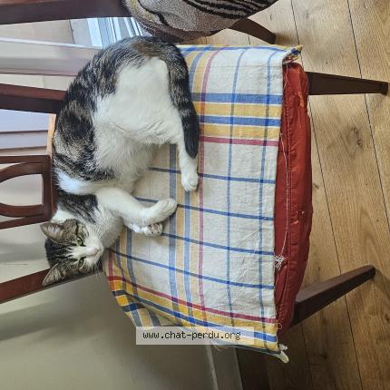 Photo de chat perdu à Paris