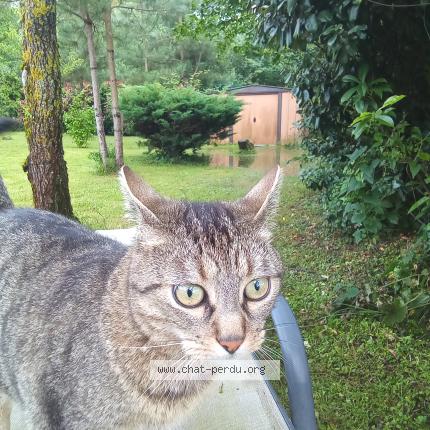 Photo 1/1 Tyson Chat perdu à Monnaie