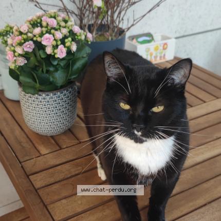 Photo de chat perdu à Lagny Sur Marne