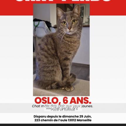 Photo de chat perdu à Marseille