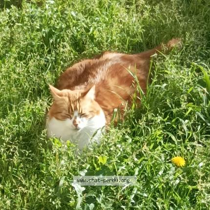 Photo de chat perdu à Redessan