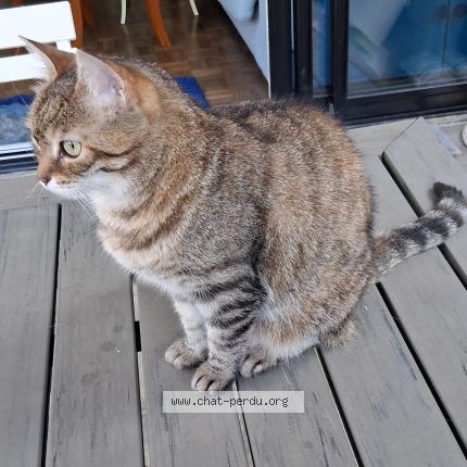 Photo de chat perdu à Paris