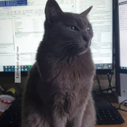 Photo 2/2 Chat retrouvé Perdu à Fontenay Sous Bois