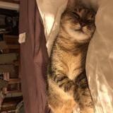 Photo de chat perdu à Mainvilliers