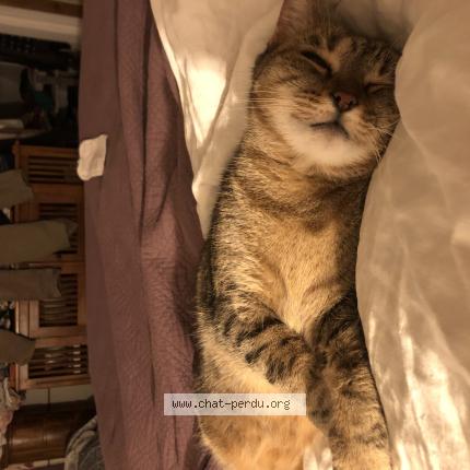 Photo 1/1 Chat retrouvé Perdu à Mainvilliers