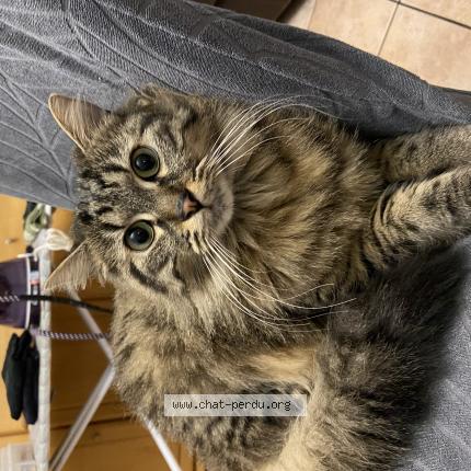 Photo 1/1 Tom Chat perdu à Champigny sur marne