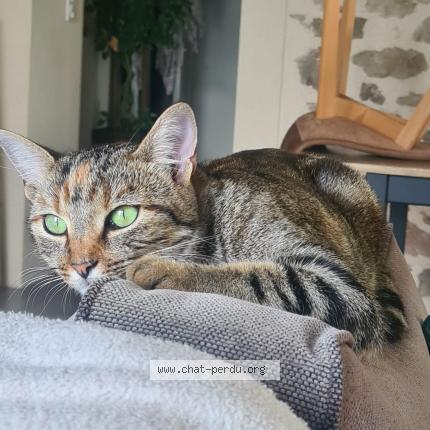 Photo 1/1 Yumi Chat perdu à Le poire sur vie