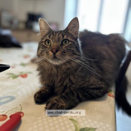 Photo 1/1 Chat retrouvé Perdu à Gironcourt Sur Vraine