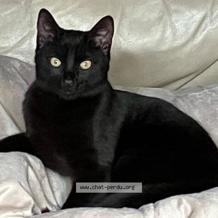 Photo 1/1 Crumble Chat perdu à Villette