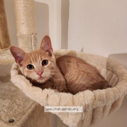 Photo 1/1 Baloo Chat perdu à Cerisy la foret