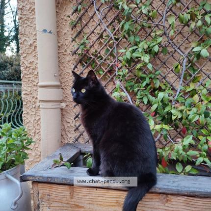 Photo 1/1 Piniouf Chat perdu à Saint romain en gier