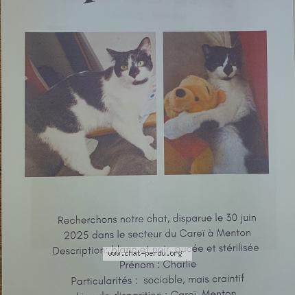 Photo de chat perdu à Menton