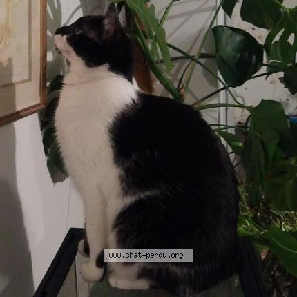 Photo de chat perdu à Toulouse