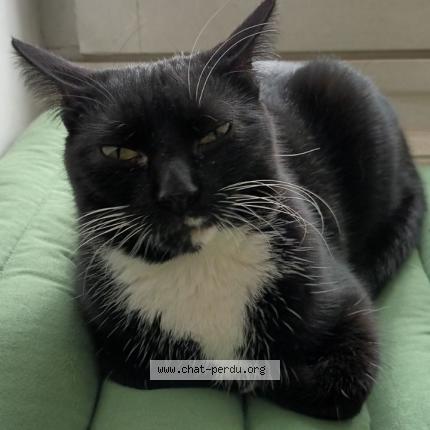 Photo de chat perdu à Auxerre