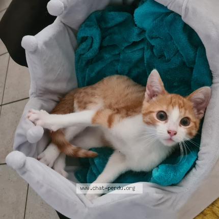 Photo de chat perdu à Fontenay Sous Bois