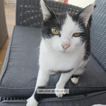 Photo de chat perdu à Aze