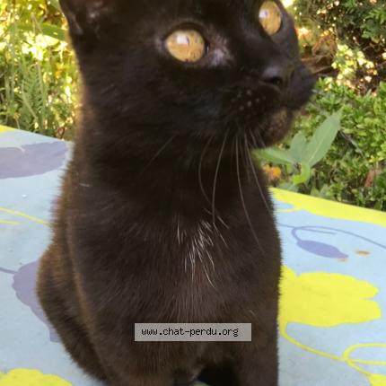 Photo de chat perdu à Nantes