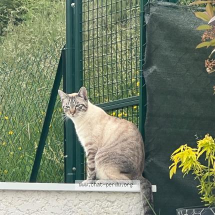 Photo de chat perdu à Brie Et Angonnes