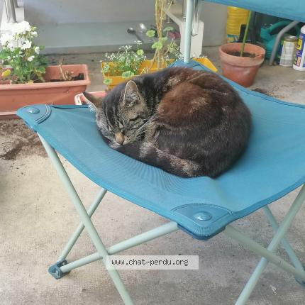 Photo 1/1 Chat retrouvé Perdu à Aussillon Village
