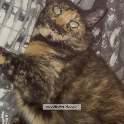 Photo 1/1 Fusée Chat perdu à La ciotat