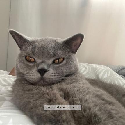 Photo 1/1 Simba Chat perdu à Saint michel sur orge