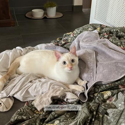 Photo de chat perdu à Annecy