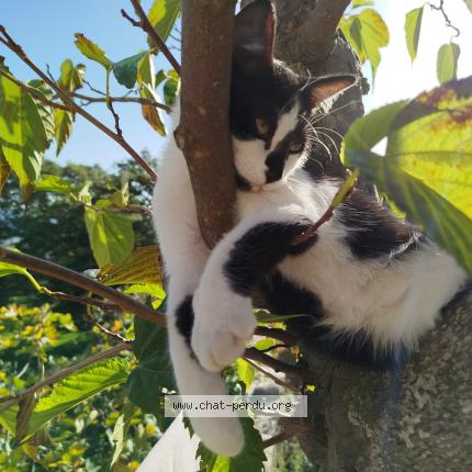 Photo 1/1 Miskin Chat perdu à Marseille