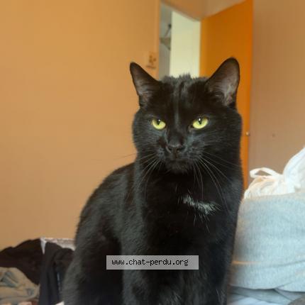 Photo 1/1 Krokmou Chat perdu à Longueuil