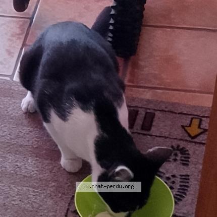 Photo 1/1 Lucie Chat perdu à Souchez