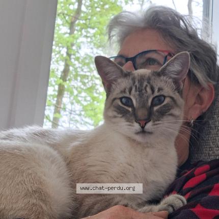 Photo 1/1 Doris Caron Chat perdu à Shefford