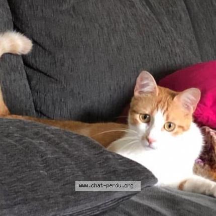 Photo 1/1 Thor Chat perdu à Noisiel