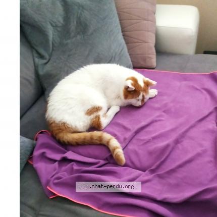 Photo de chat perdu à Sache