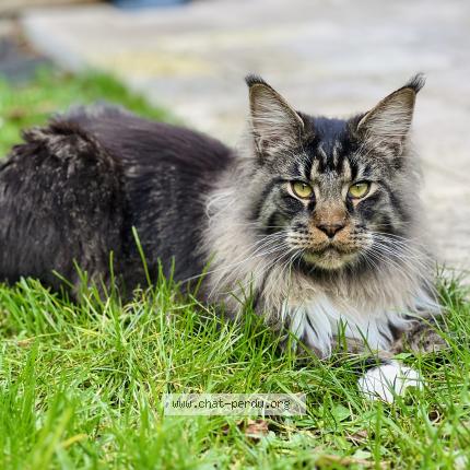 Photo 1/1 Zuma Chat perdu à Saint fiacre sur maine