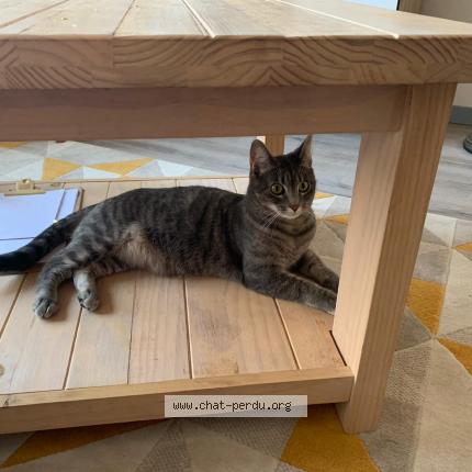 Photo de chat perdu à Seclin