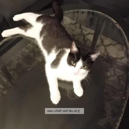 Photo 1/1 Simba Chat perdu à Villepinte