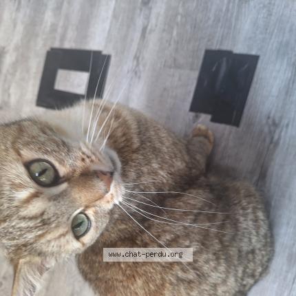 Photo de chat perdu à Bucquoy