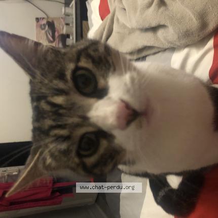 Photo de chat perdu à Millas