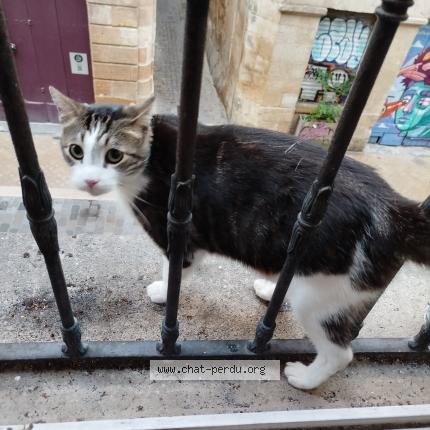 Photo 1/1 Chat retrouvé Trouvé à Bordeaux