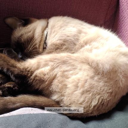 Photo de chat perdu à Villeurbanne