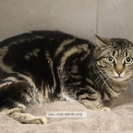 Photo de chat perdu à Dijon
