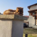 Photo de chat perdu à Moidieu Detourbe