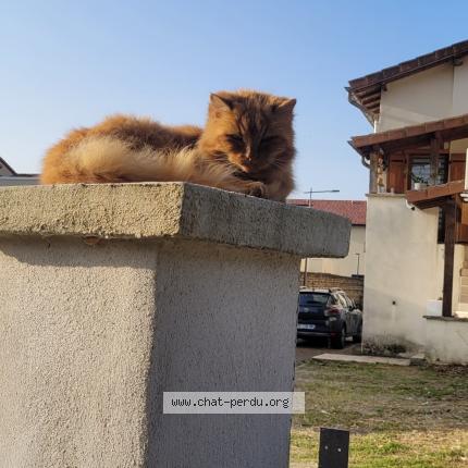Photo 1/1 Chat retrouvé Perdu à Moidieu detourbe