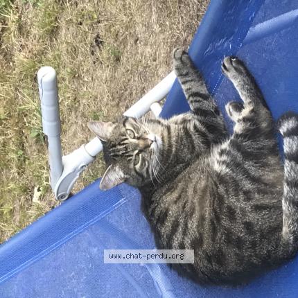 Photo 1/1 Kenjy Chat perdu à Janze